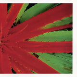 JEJUNE - THIS AFTERNOON MALADY 2LP